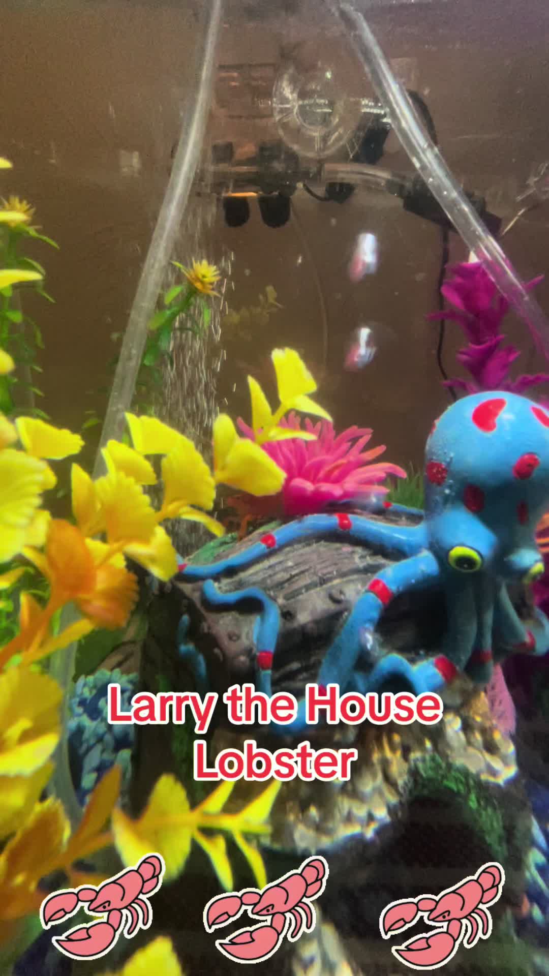 @Larry the House Lobster