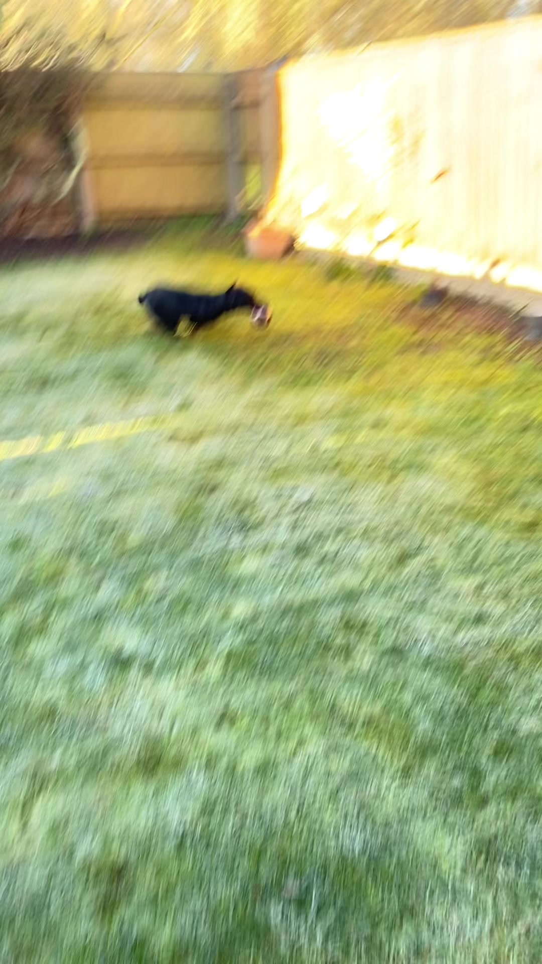 @Ruperttheblacklab