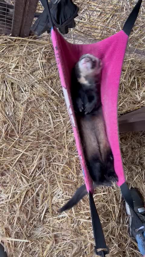 @Greenacres Rescue