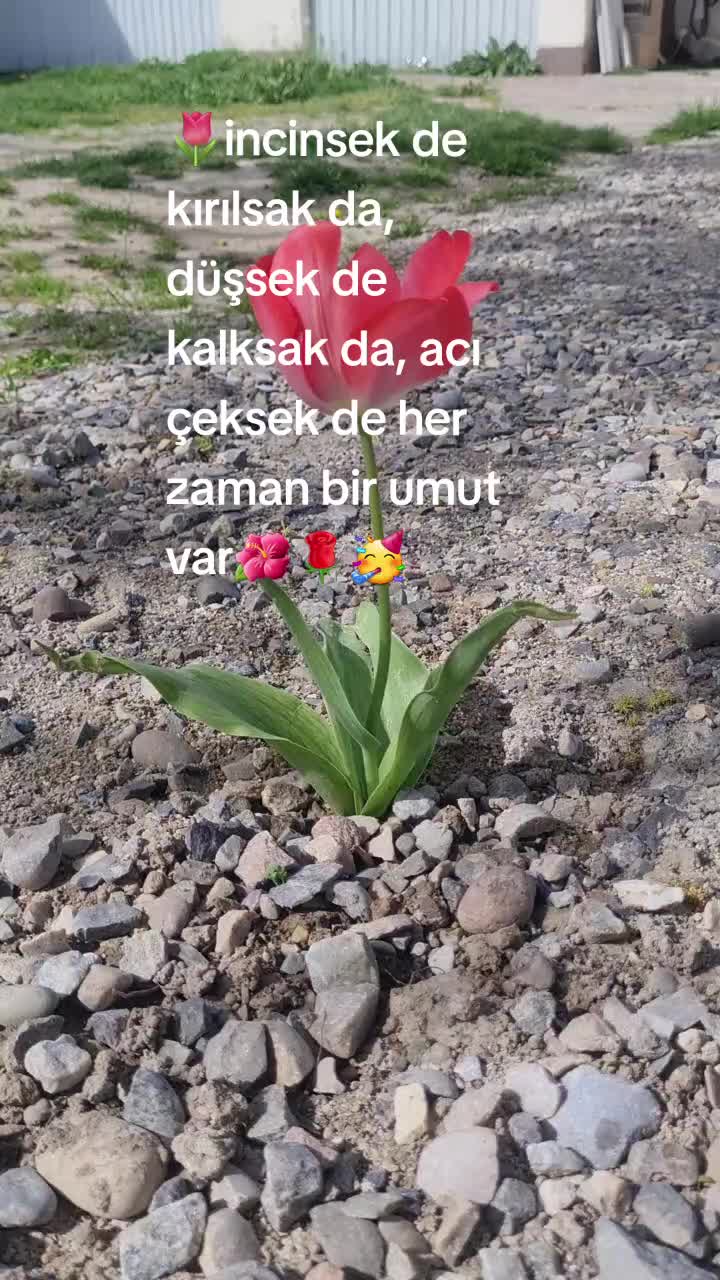 @🍬🍥Şekerpare🍥🍬