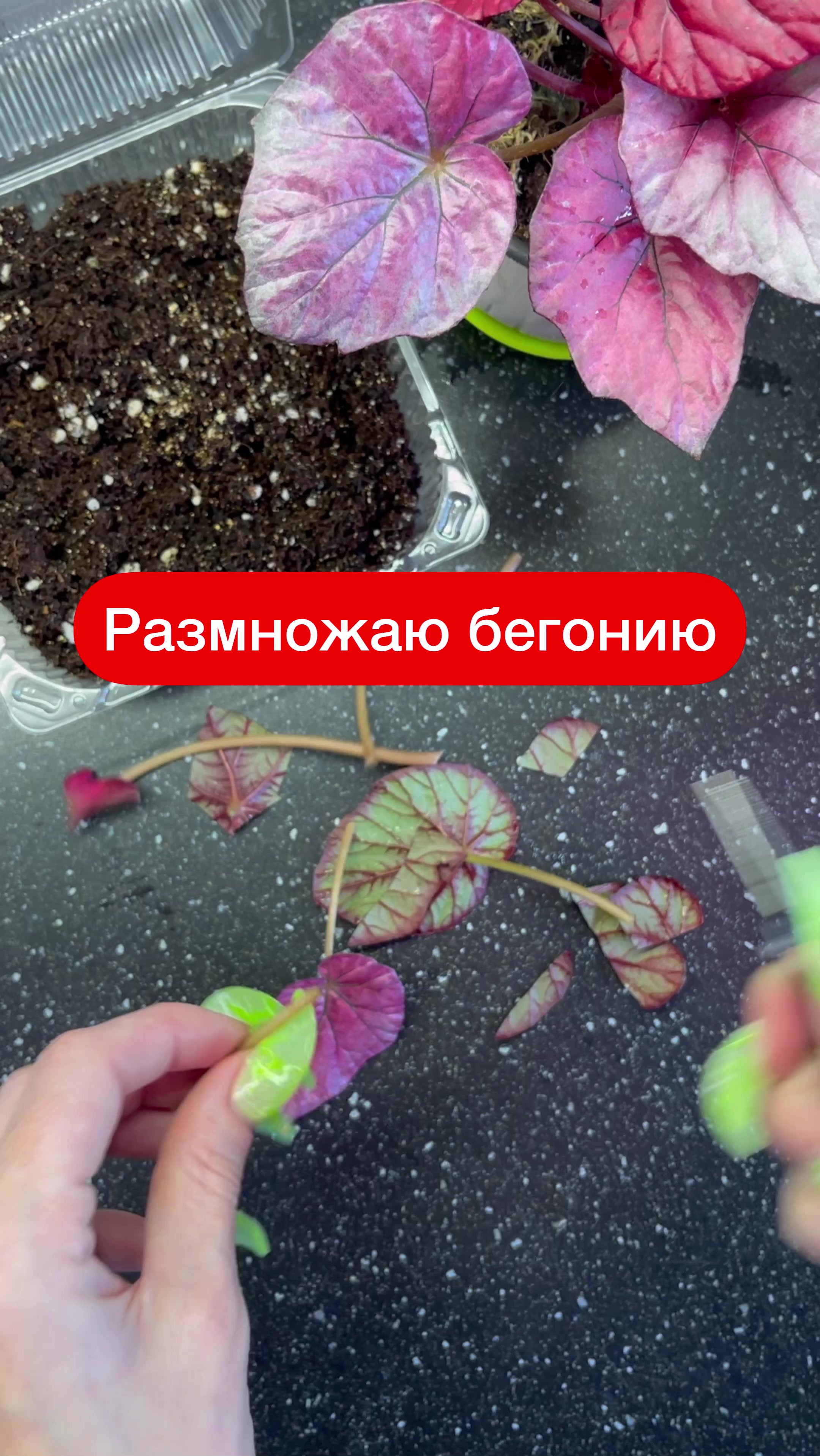 @Елена 🌱 Рай можно купить