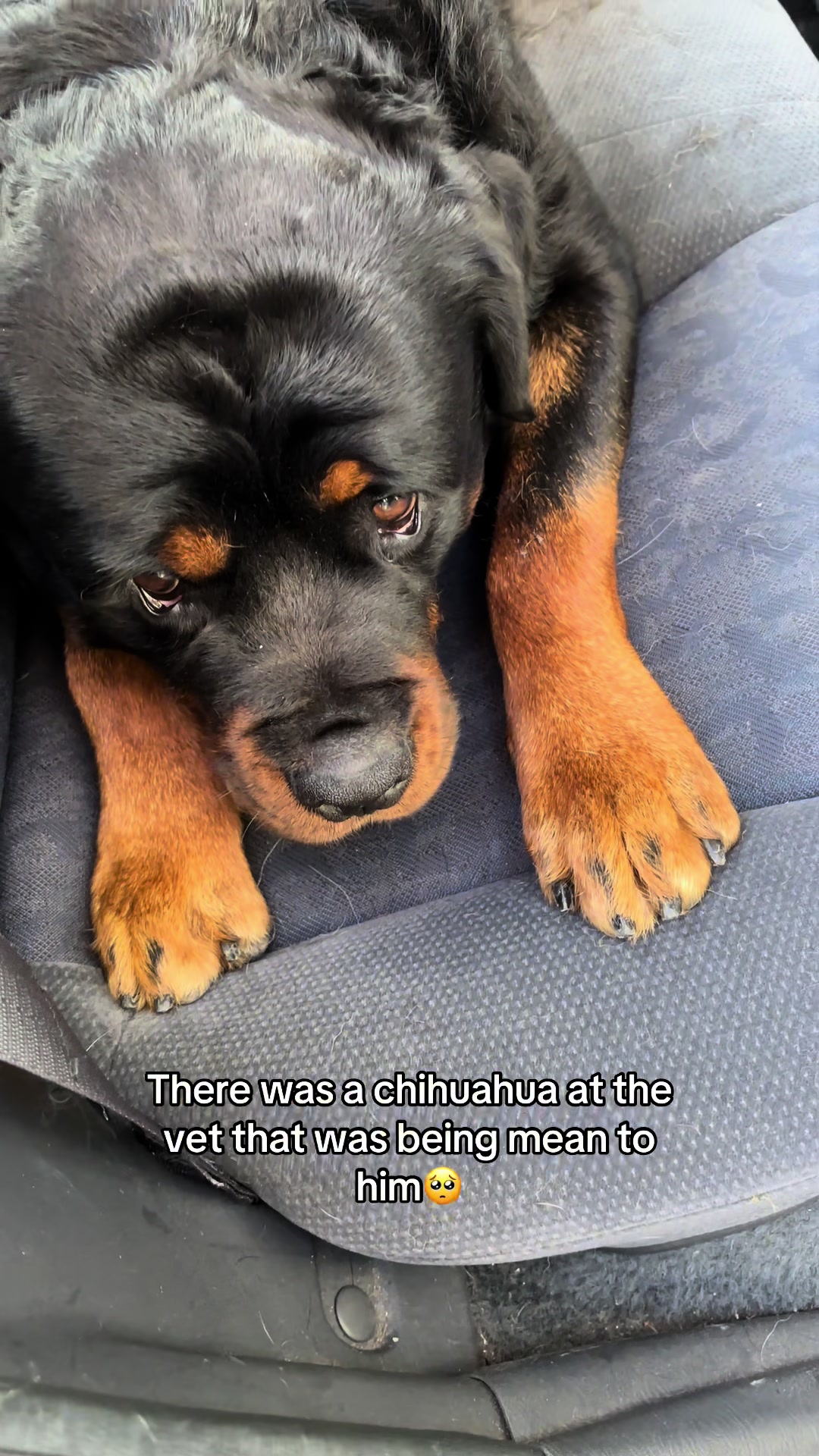 @🐾💙Dyce & Donna🩷🐾
