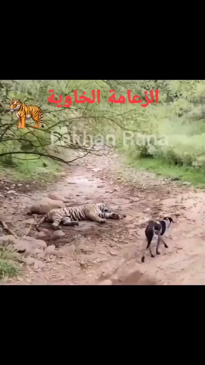 @Wild Animals