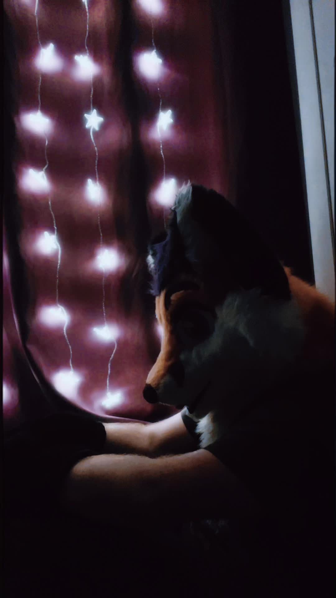 @StripeDaFox