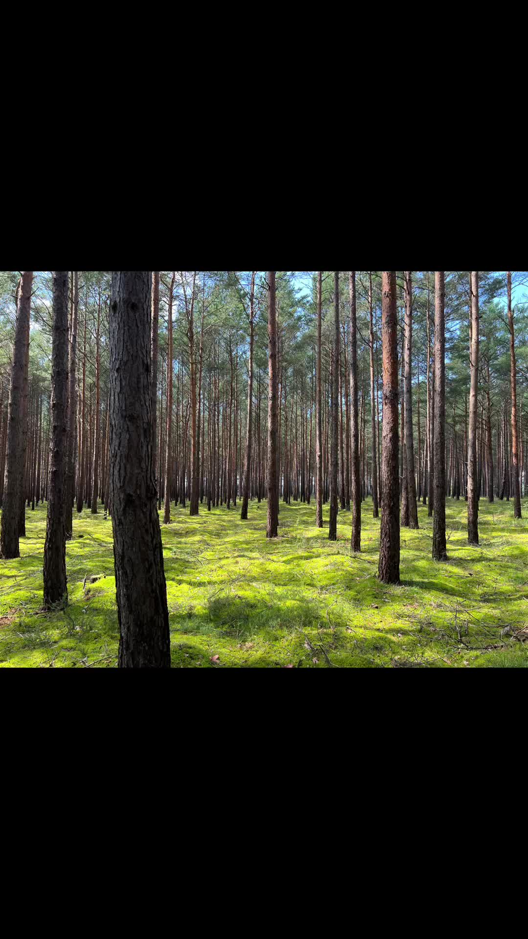 @Birkenwald74