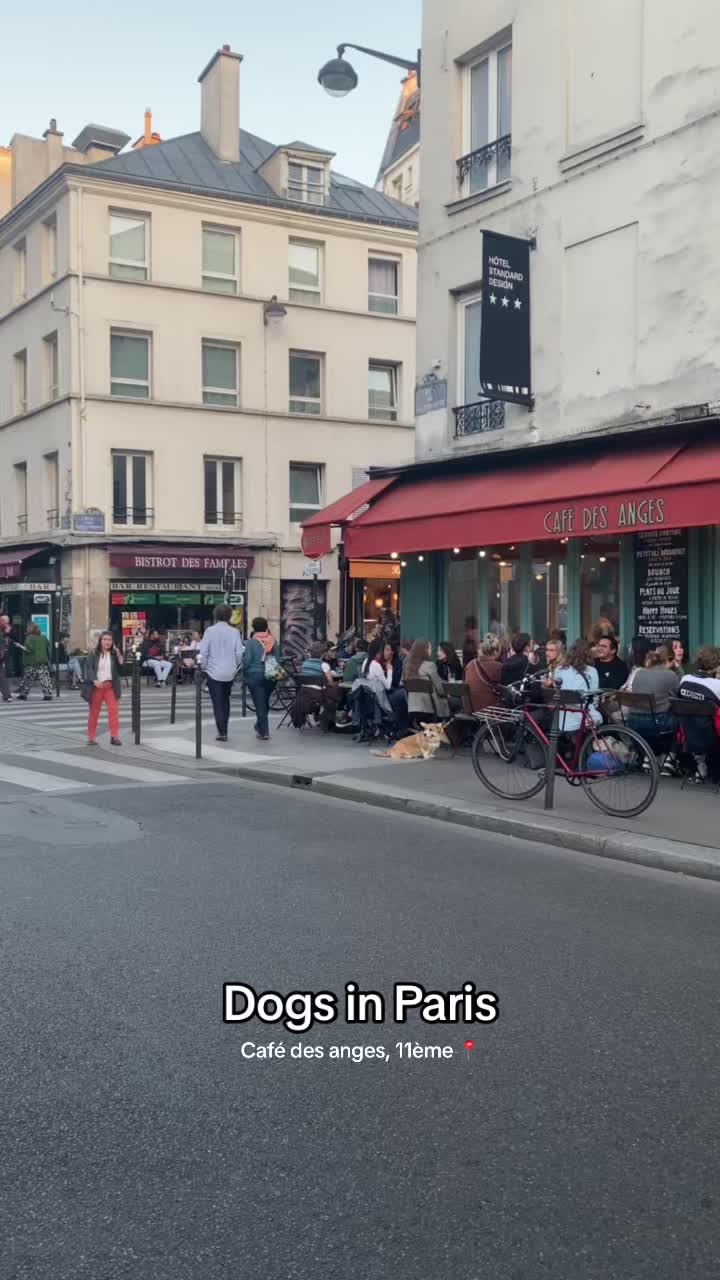 @dogs in Paris 🐶