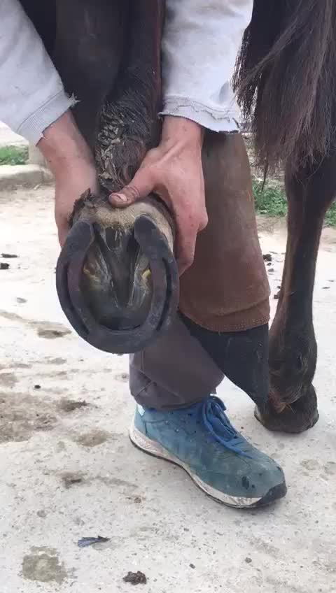 @TikTok Farrier