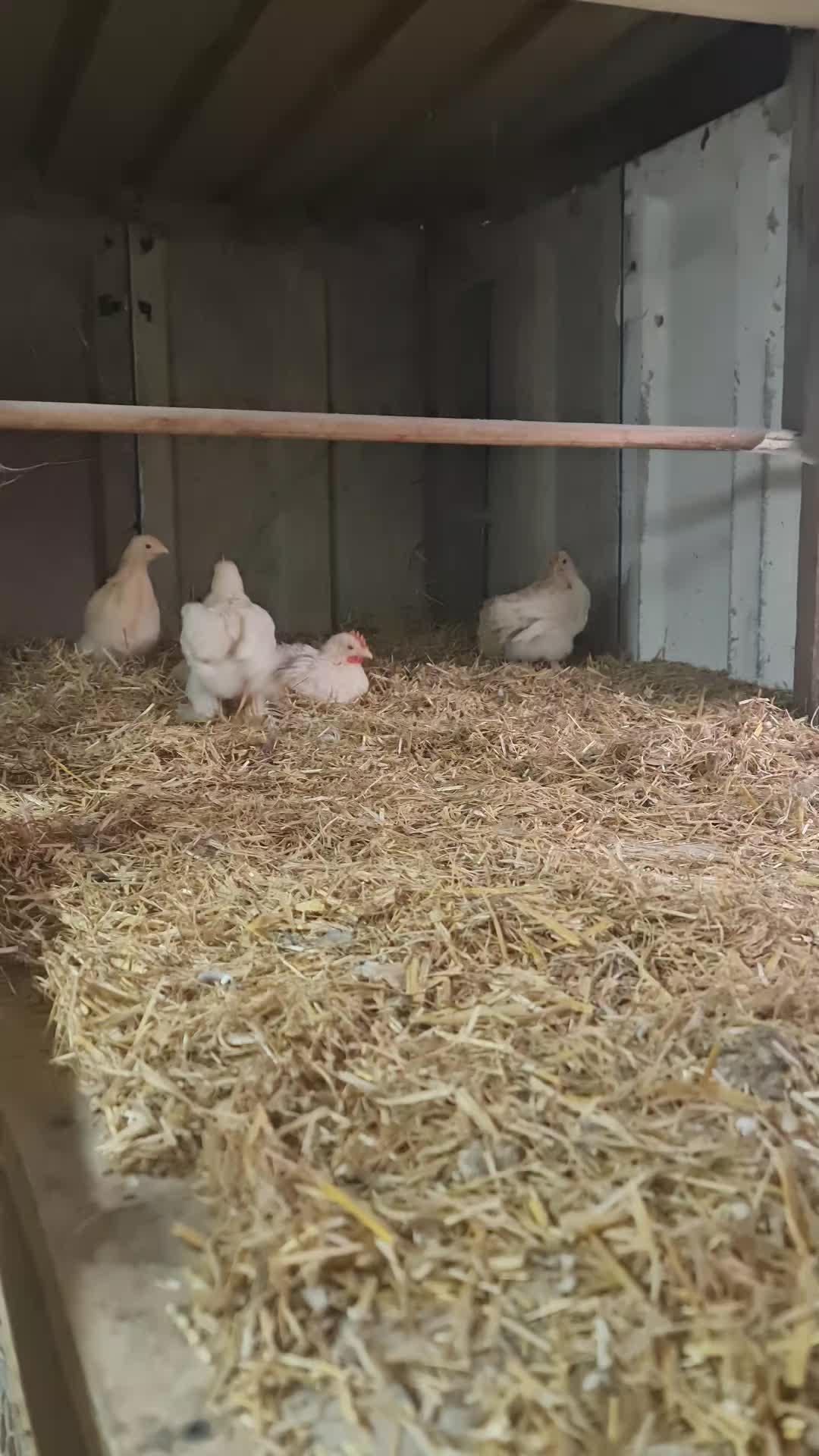 @Little Laying Chickens Shop