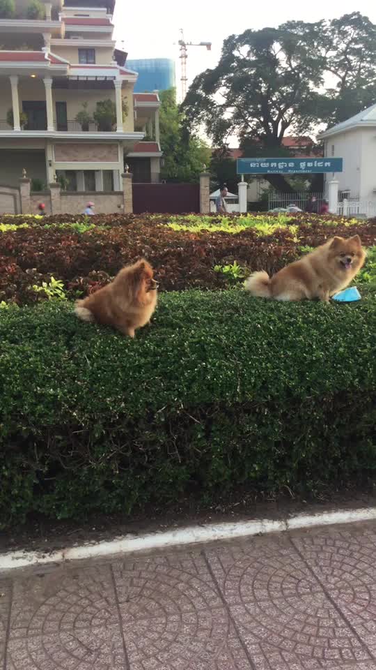 @Kaku Angelo
