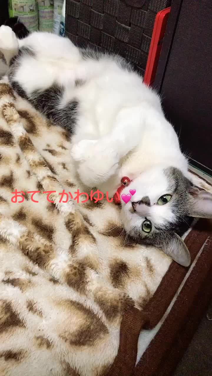 @rinyumi