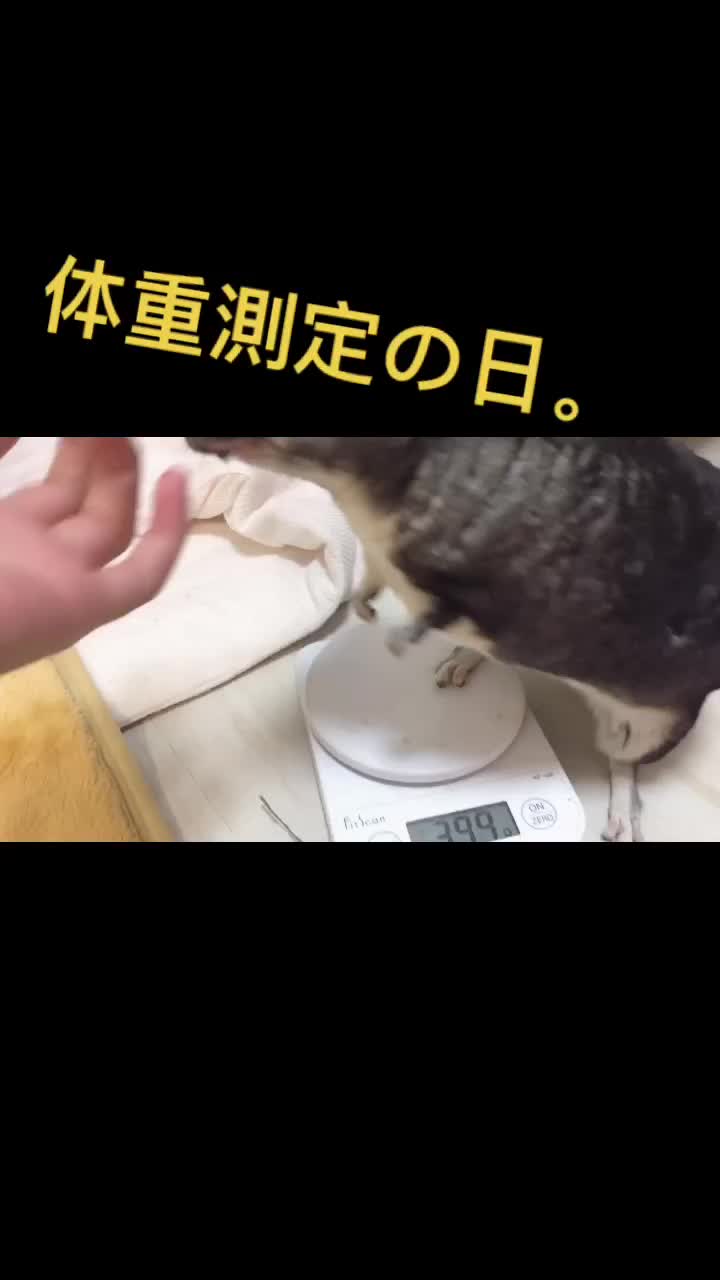 @ゆに♀チンチラ