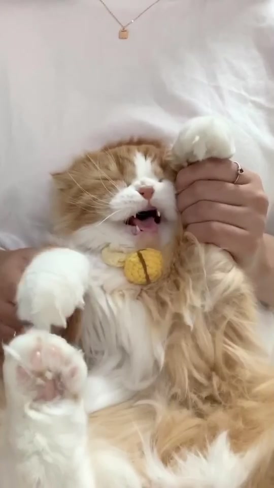 @무지막지한 막무家네 🍙🍘