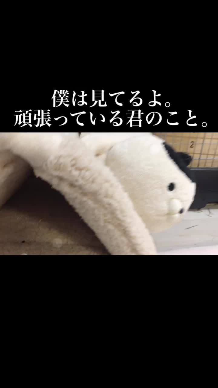 @ゆに♀チンチラ