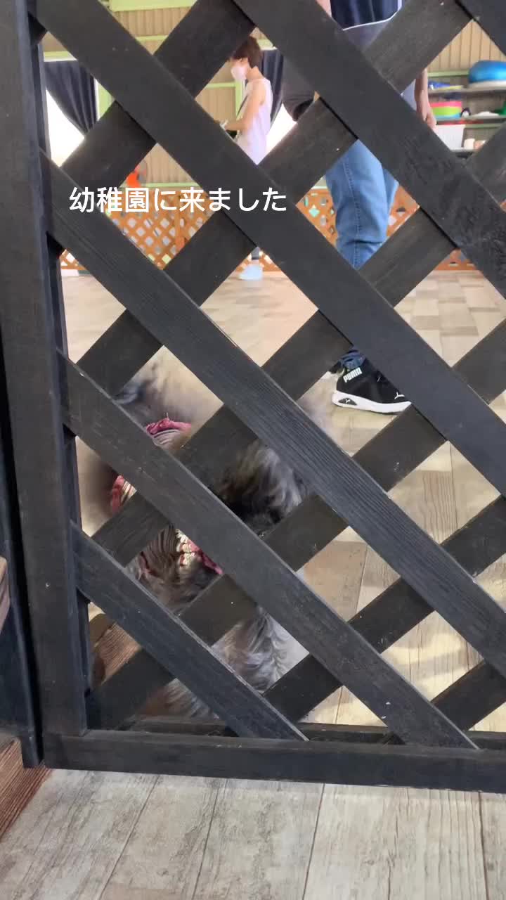 @Zumi_no