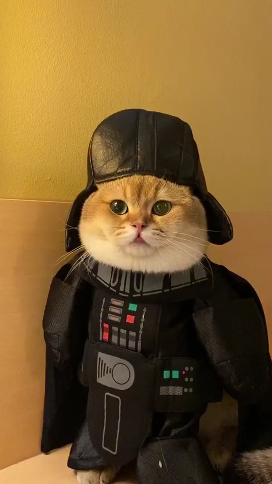 @Cruise_cat