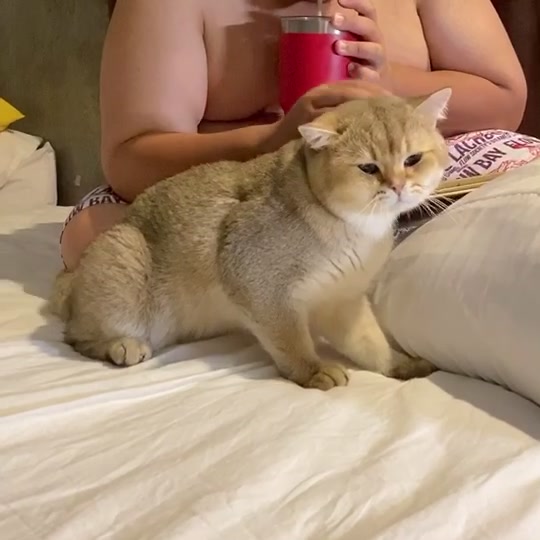 @Cruise_cat