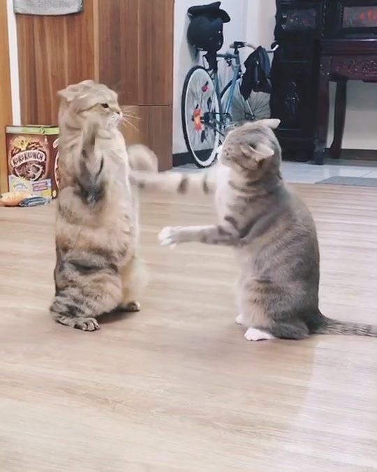 @三胖屋+1
