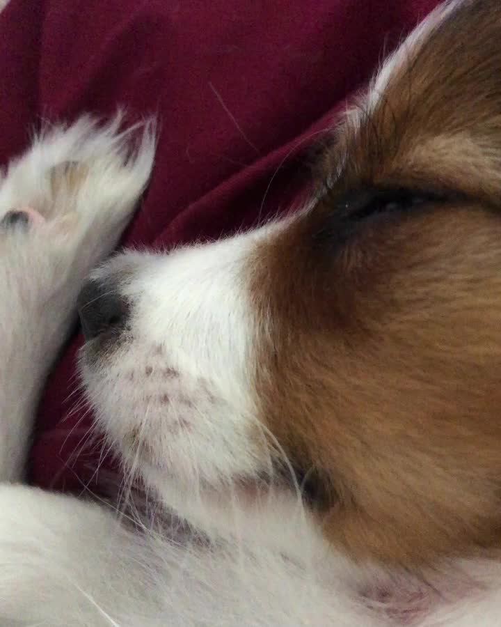 @パピヨンのうた君