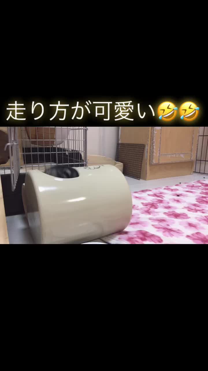 @ゆに♀チンチラ