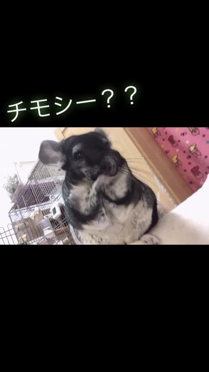 @ゆに♀チンチラ