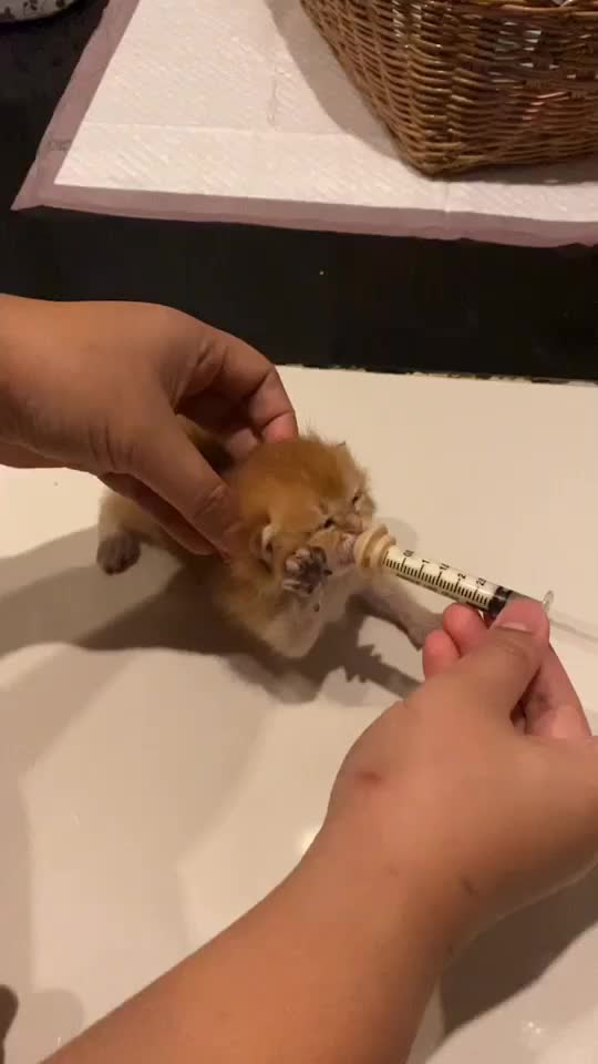 @Cruise_cat
