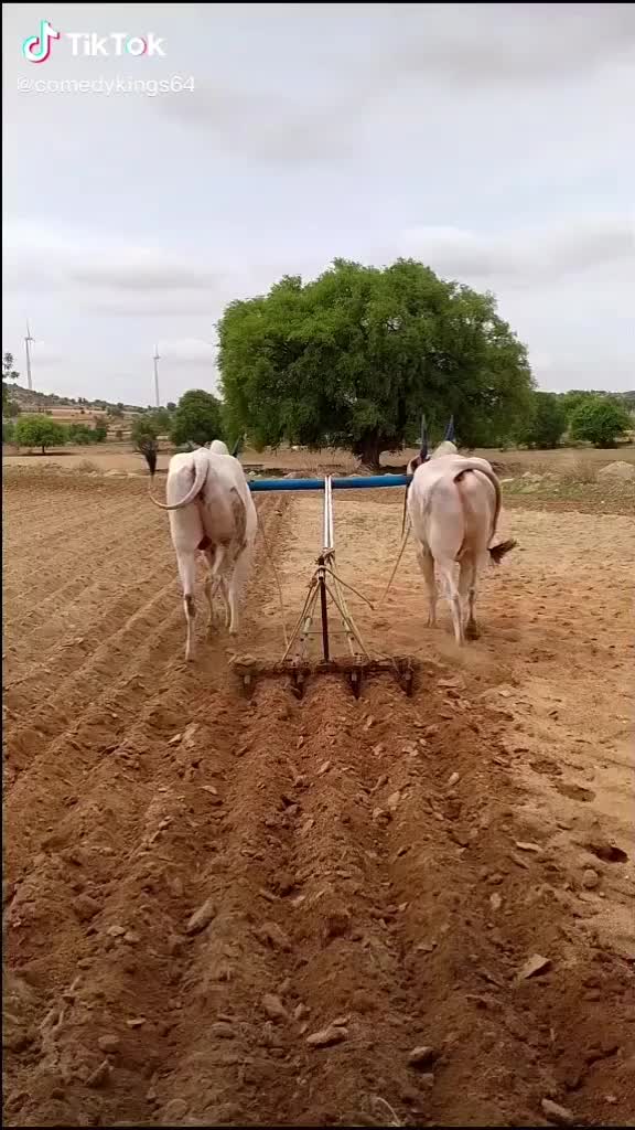 @Kali Dash