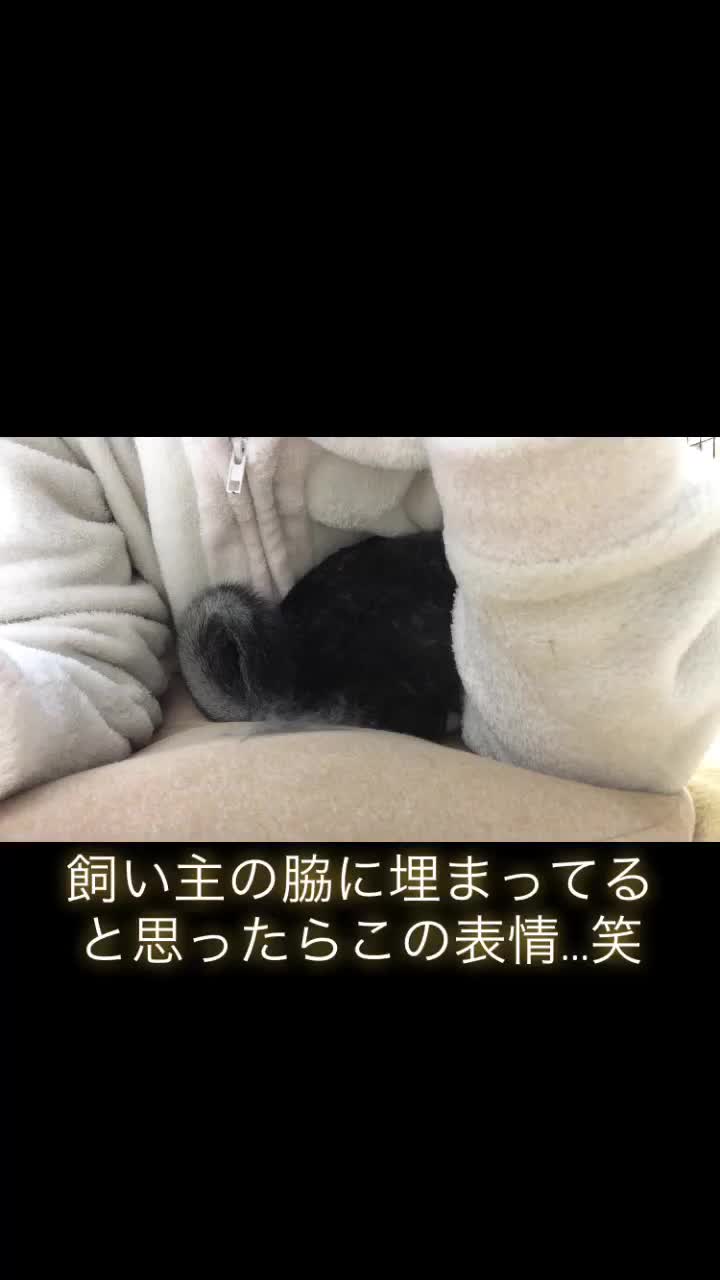 @ゆに♀チンチラ