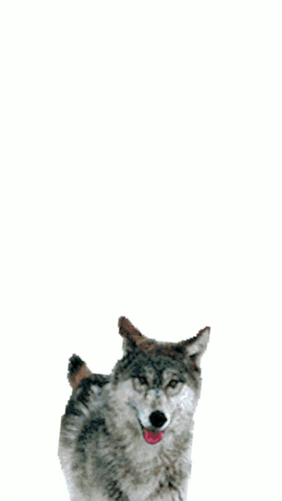 @波狼🐺
