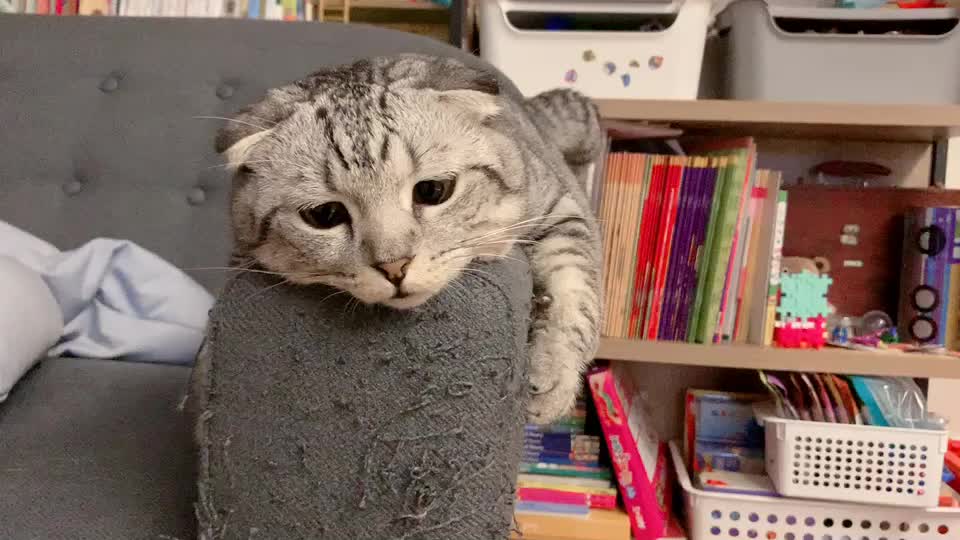 @Yuliandcats
