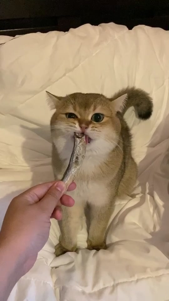 @Cruise_cat