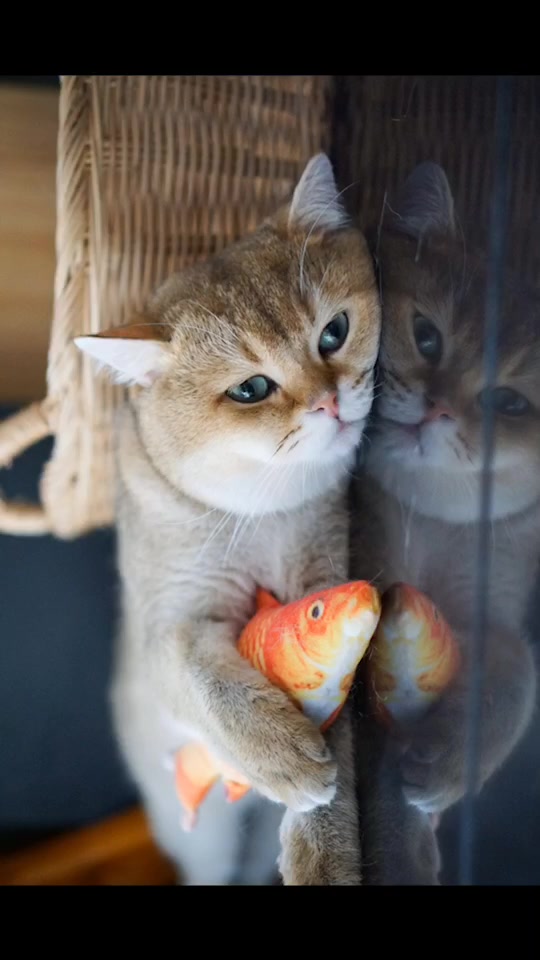 @Cruise_cat