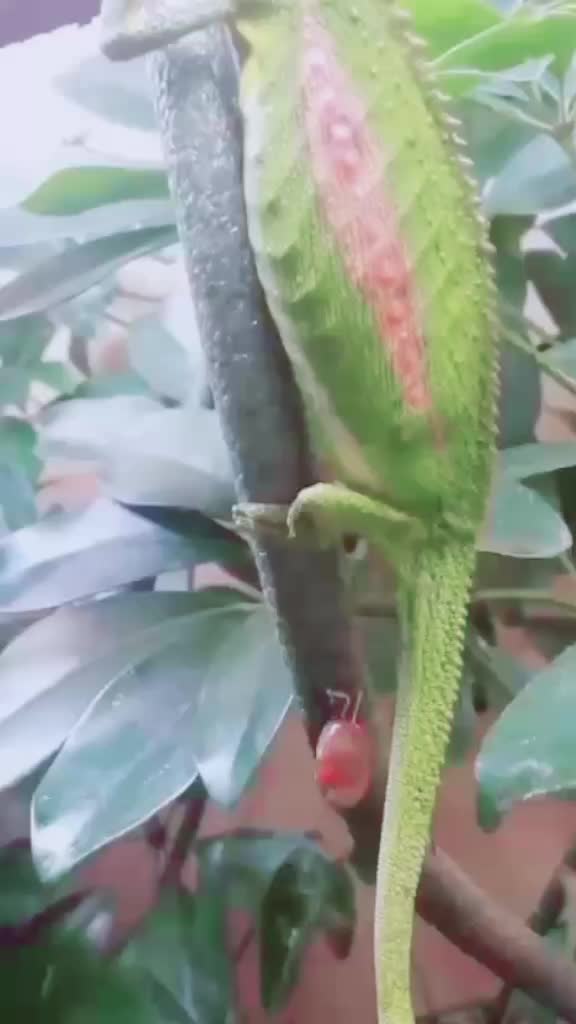 @shalu gymnast