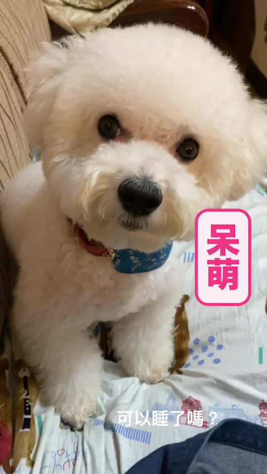@哈尼