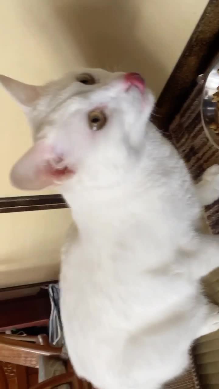 @ゼットン