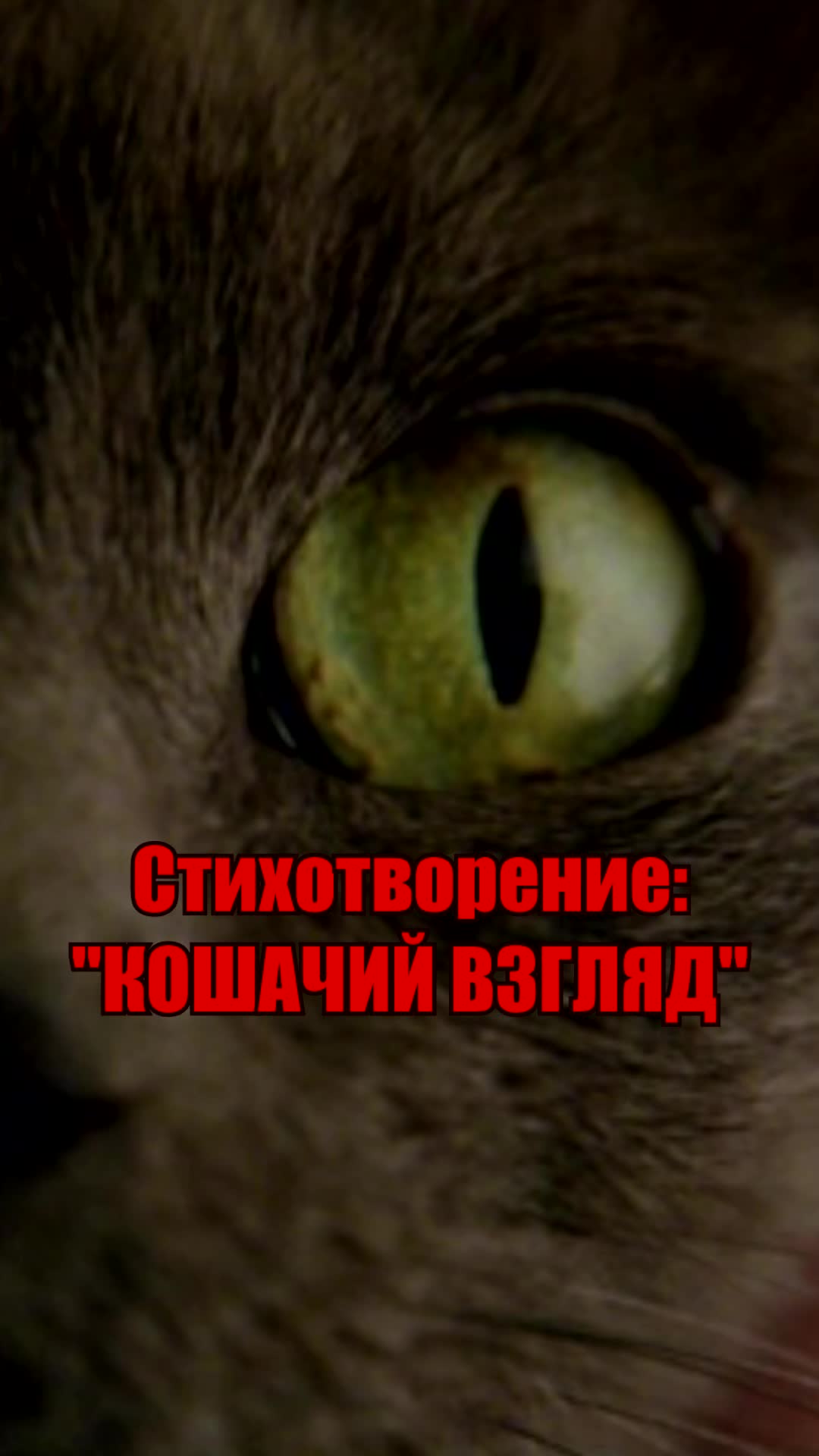 @Funny Animals: cats and dogs.