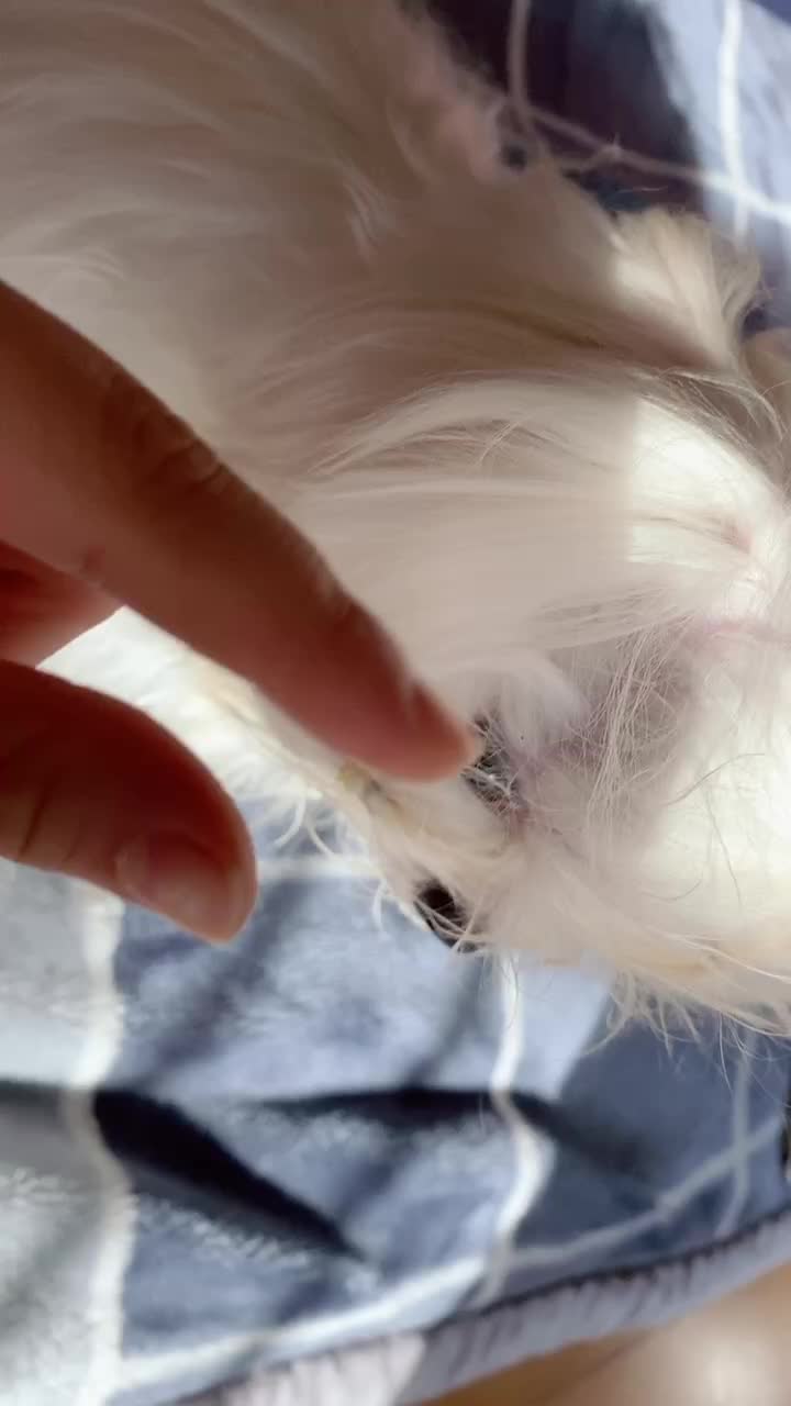 @๐ฒ๐๐๐๐ถโ๏ธ