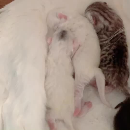 @Yuliandcats