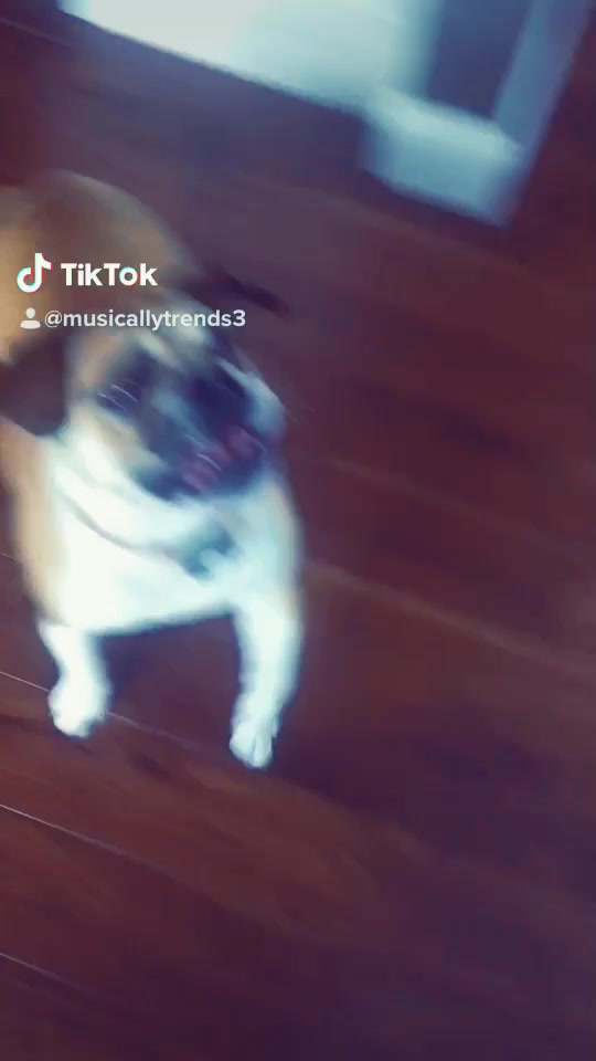 @musicallytrends3