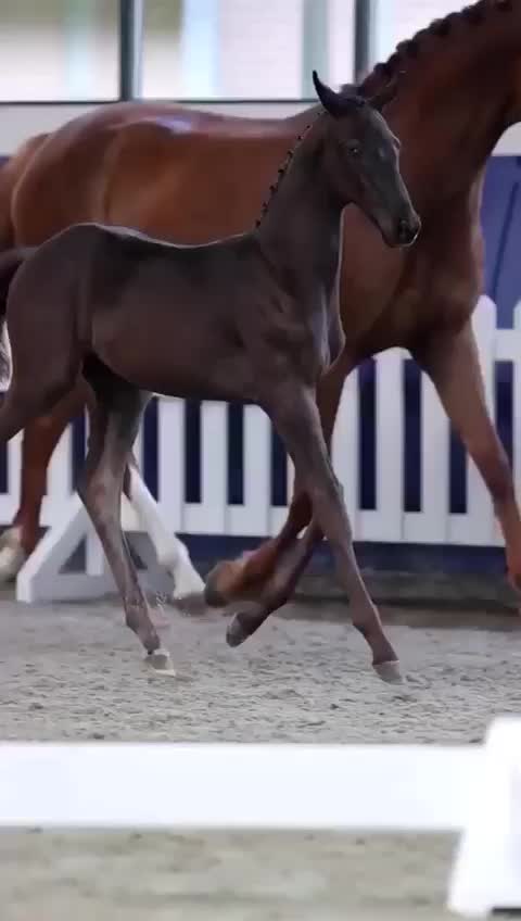 @tarki_horses05