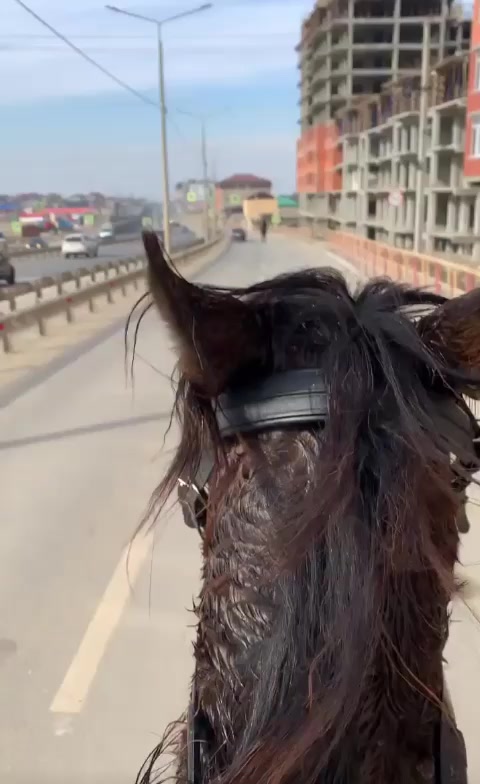 @tarki_horses05