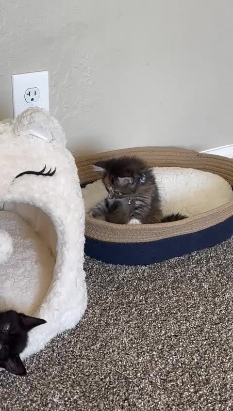 @Superkitties