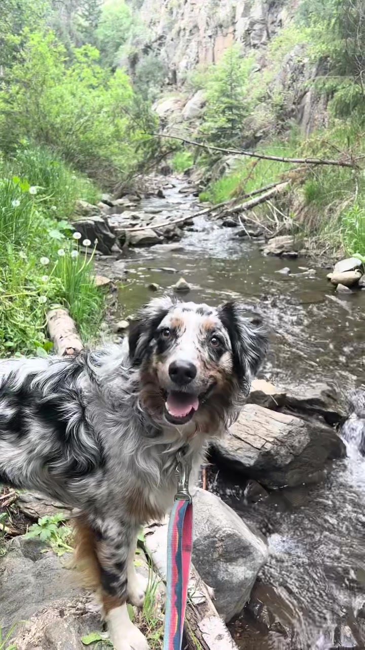 @denali_theaussiepup