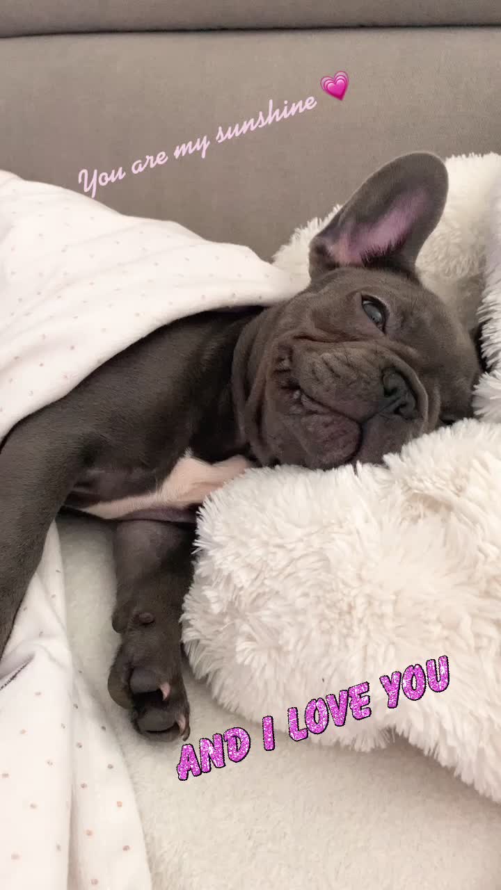 @Cookie 🍪 French Bulldog 🦴