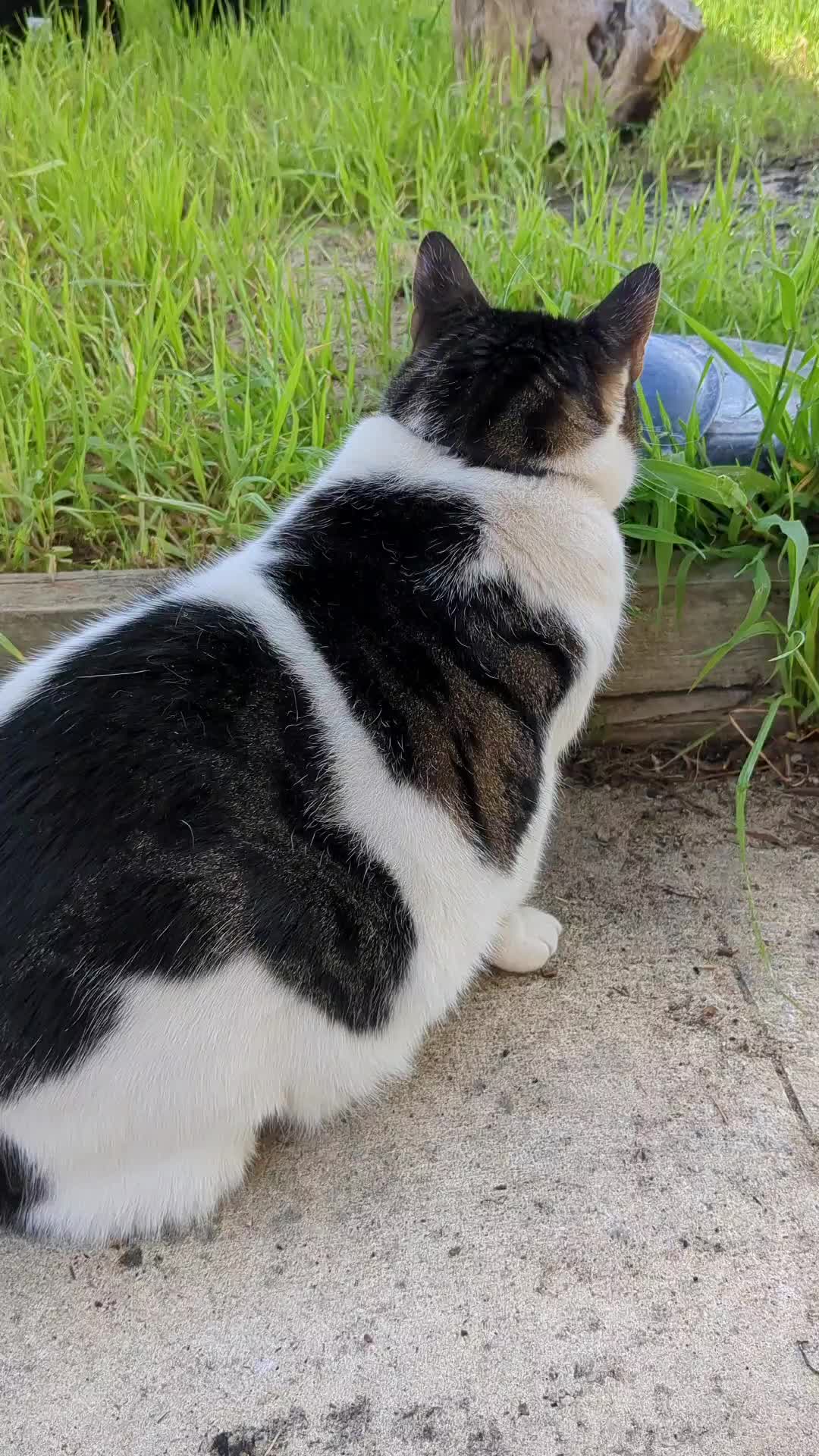 @Gingerninger_cat2021