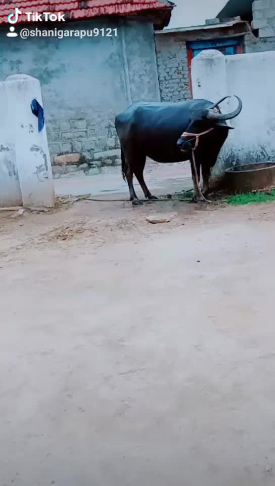 @Rinku