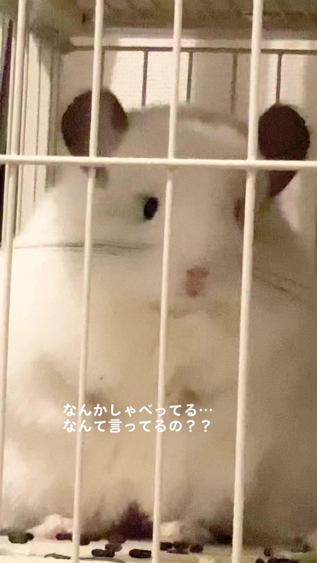 @アンゴラチンチラの雨くん