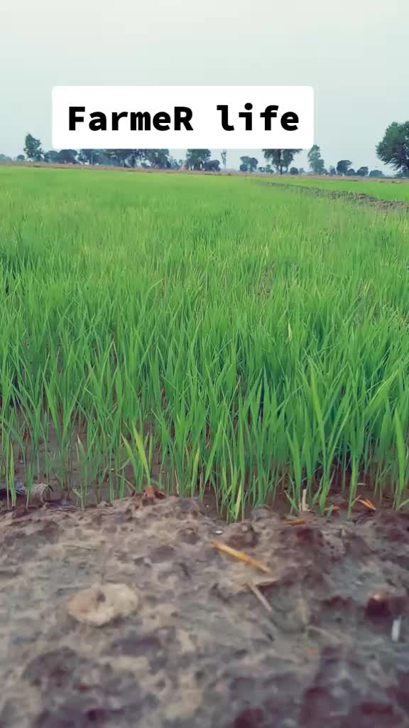 @jind aala jaat 👑