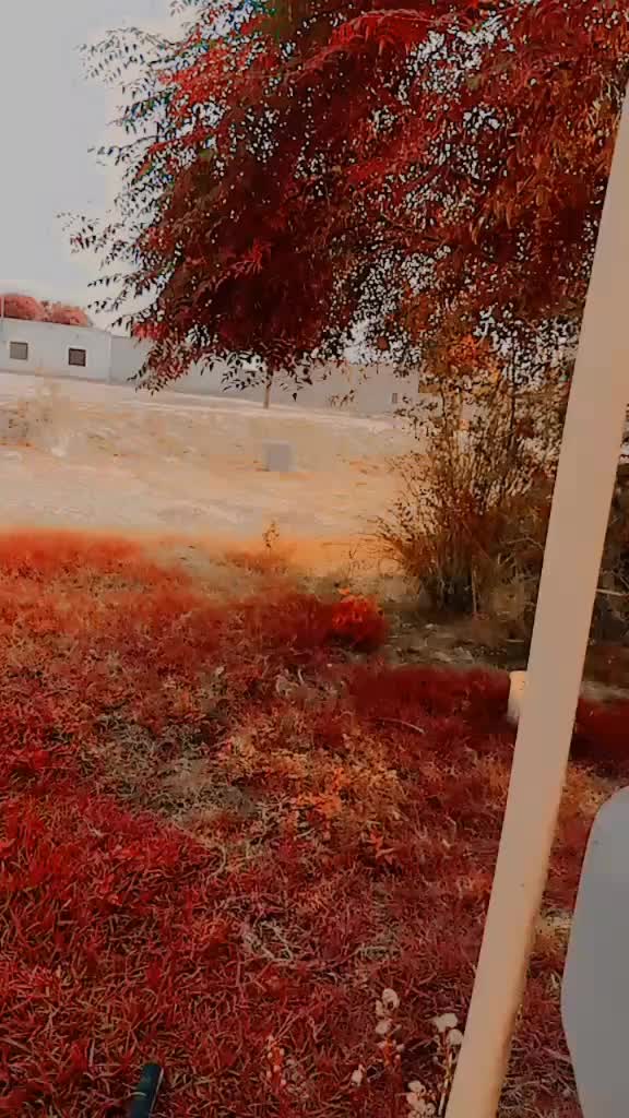 @꧁༺ 𝓐𝓶𝓫𝓮𝓻 ༻꧂