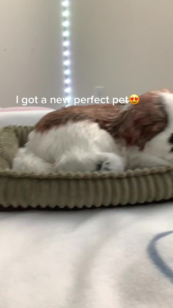 @Perfectpetzz💕