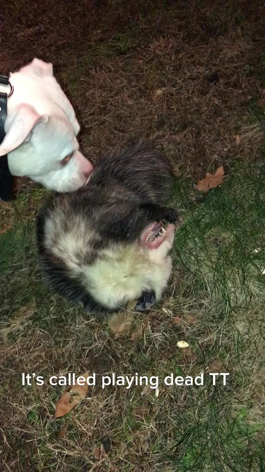 @CaptWetBeard